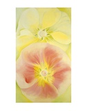 Pink and Yellow Hollyhocks, c.1952 Posters por Georgia O'Keeffe