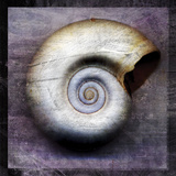 Moon Snail Prints by John Golden