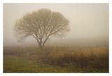 Tree in Field Prints by David Winston