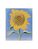 Sunflower, New Mexico, c.1935 Affiches par Georgia O'Keeffe