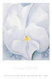 White Pansy, c.1927 Posters by Georgia O'Keeffe White Pansy, c.1927 Posters by Georgia O'Keeffe