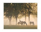 Horses in the Mist Posters par Monte Nagler