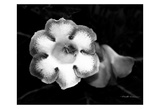 Gloxinia Prints by Harold Silverman