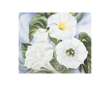 Jimson Weed, c.1935 Poster par Georgia O'Keeffe