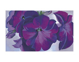 Petunias, c.1925 Affiches par Georgia O'Keeffe