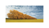 Autumn Colors, no. 1 Giclee Print by Carlos Casamayor