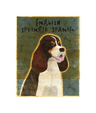 English Springer Spaniel (tri-color) Giclee Print by John Golden