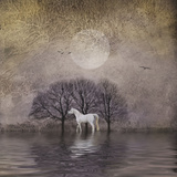 White Horse in Pond Prints by Dawne Polis