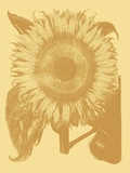 Sunflower, no. 19 Poster