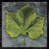 Sycamore Prints by John Golden