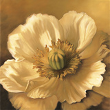 Poppy Portrait Affiches par Lisa Audit