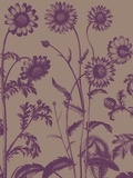 Chrysanthemum, no. 14 Prints