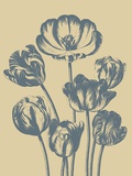 Tulip, no. 1 Prints