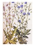 Chicory; Cichorium Intybus. from 'Camerarius Florilegium' Giclee Print by Joachim Camerarius