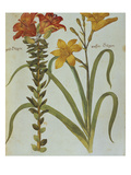 Red Lily with Bulbils, Lilium Buldiferum, and Yellow Day Lily Heerocallis Lilio Asphodelus. from… Giclee Print by Joachim Camerarius