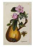Coignassier (Quince), from 'Parisien Flora (Flora Parisiensis Ou Descriptions Et Figures Des… Giclee-trykk av Pierre Bulliard Coignassier (Quince), from 'Parisien Flora (Flora Parisiensis Ou Descriptions Et Figures Des… Giclee-trykk av Pierre Bulliard