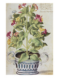 Marvel of Peru, Mirabilis Jalapa, in a Blue and White Pot. from 'Camerarius Florilegium' Giclée-Druck von Joachim Camerarius