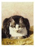 Sitting Pretty Giclee Print by Henriette Ronner-Knip