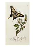 Butterfly and Larvae, from 'British Entomology' Reproduction procédé giclée par John Curtis