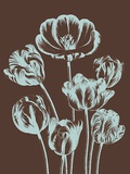Tulip, no. 17 Prints