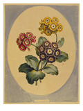 A Collection of Flowers Drawn after Nature and Disposed in an Ornamental and Picturesque Manner Giclee Print by John Edwards