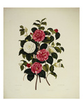 Monograph on the Genus Camellia, One of Five Plates after Clara Maria Pope Giclee Print by Samuel Curtis