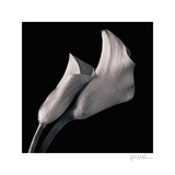 Calla Lilies Prints by Michael Harrison