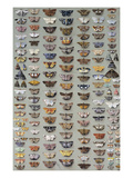 One Hundred and Sixty Six Moths Belonging to Several Families, But Mostly Noctuidae and Geometridae Giclee Print by Marian Ellis Rowan