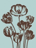 Tulip, no. 18 Prints