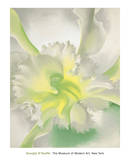 An Orchid, c.1942 Posters par Georgia O'Keeffe