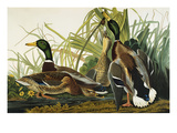 Mallard Duck. Mallard (Anas Platyrhynchos), Plate Ccxxi, from 'The Birds of America' Giclee Print by John James Audubon