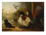 A Turkey, a Duck and Poultry in an Ornamental Garden Lámina giclée por Marmaduke Craddock A Turkey, a Duck and Poultry in an Ornamental Garden Lámina giclée por Marmaduke Craddock