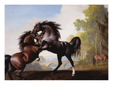Stallions Fighting Giclée-Druck von George Stubbs