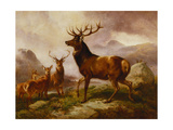 A Proud Stag Giclee Print by Samuel John Carter