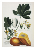 Papaya; Carica Papaya reproduction procédé giclée par Georg Dionysius Ehret