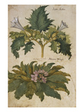 Thornapple; Datura Stramonium and Mandrake; Mandragora Autumnalis. from 'Camerarius Florilegium' Giclee Print by Joachim Camerarius