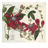 Passionflower, from 'The Botanical Register' Reproduction procédé giclée par Sydenham Teast and John Edwards and Lyndley