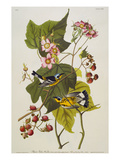 Black & Yellow Magnolia Warbler (Dendroica Magnolia), Plate CXXIII, from 'The Birds of America' Reproduction procédé giclée par John James Audubon