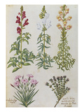 Snapdragons, Small Pink Dianthus and a Thyme. from 'Camerarius Florilegium' Giclee Print by Joachim Camerarius