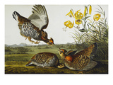 Pinnated Grouse. Greater Prairie Chicken (Tympanuchus Cupido), from 'The Birds of America' Reproduction procédé giclée par John James Audubon