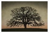 Majestic Oak Prints by David Winston