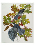 Canada Jay (Corvus Canadensis), Plate Cvii, from 'The Birds of America' Reproduction procédé giclée par John James Audubon