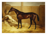 Mr. F.I. Popham's Brown Colt, 'Wild Dayrell' in a Loose Box Giclee-trykk av Thomas Barratt of Stockbridge