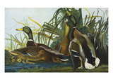 Mallard Duck. from 'The Birds of America' Giclee Print by John James Audubon