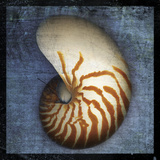 Nautilus Kunst von John Golden
