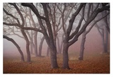 Pilot Road Trees Kunstdrucke von David Winston