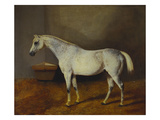 Box Keeper', a Flea-Bitten Grey in a Stable Giclee Print by Sr. (Circle of), John Frederick Herring