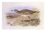 A Stone Curlew Reproduction procédé giclée par Archibald Thorburn