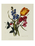 Sweet Pea and Tulip, Sketches of Flowers from Nature Giclee Print by Mary Lawrence