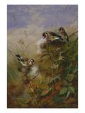 Goldfinches on Thistles Giclee Print by Archibald Thorburn